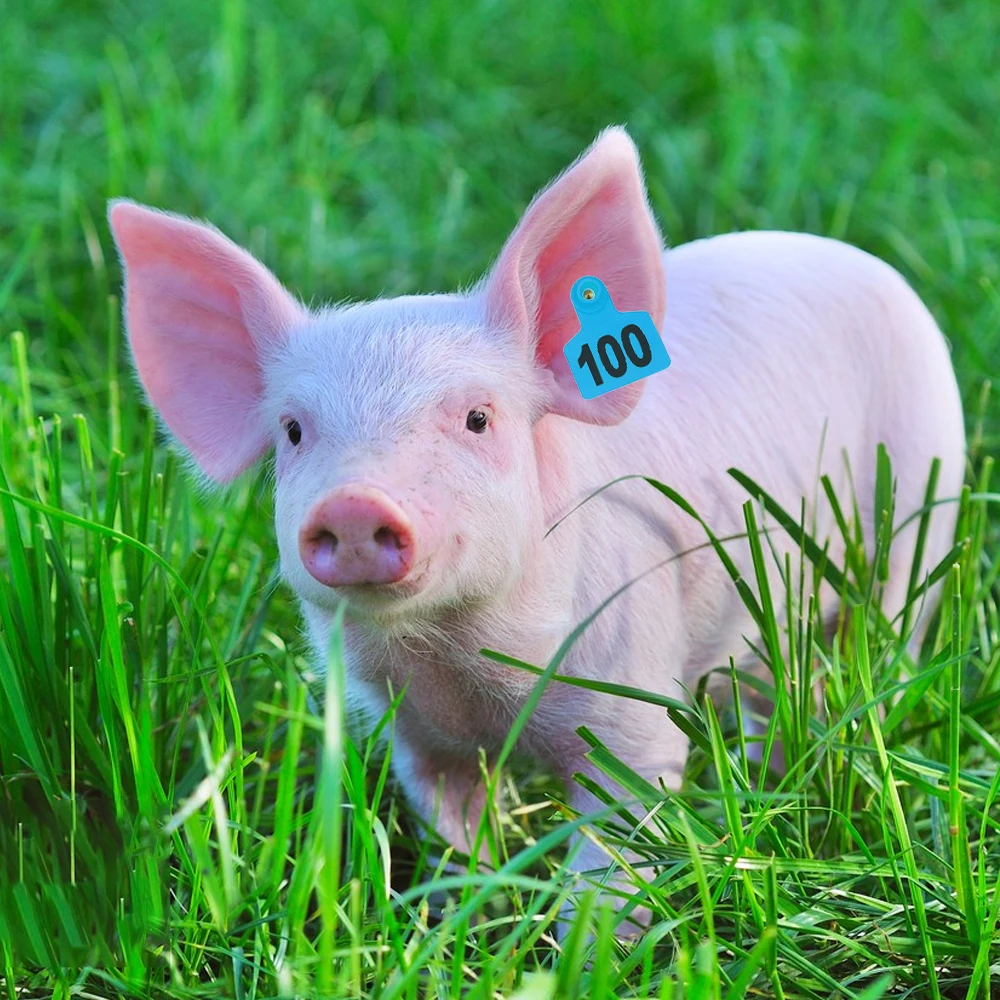 لا. 1-100 البلاستيك خنزير الأذن لافتات مع كلمة الأذن الليزر الكتابة النحاس رئيس أقراط مزرعة الحيوان بطاقة التعريف 100 قطعة #6