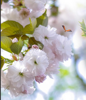 Mini Audio Power Amplifier AK170 12V Dual Channel 20W+20W HIFI Digital Stereo Audio Power Amplifiers Home Car Radio Microphone