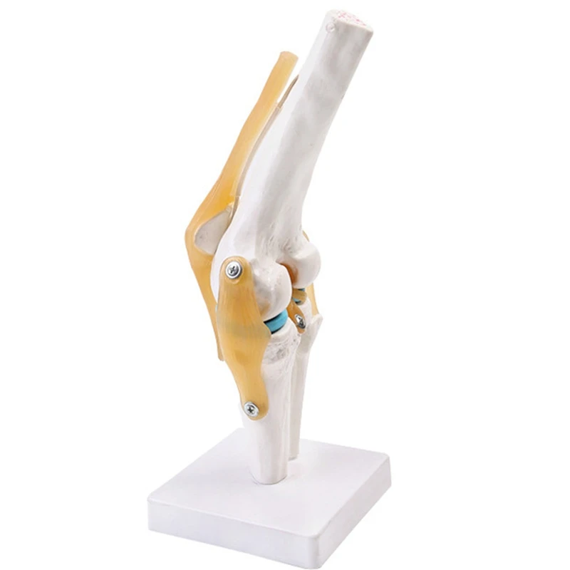 Anatomical  Knee Joint With Ligaments Model,Life Size,Orthopedic Teaching Demonstration