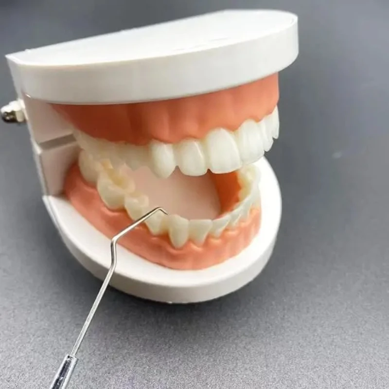 5Pcs Adult Standard Teeth Model Denture Demonstration Mold Dental Teaching Display Washable Study Tool