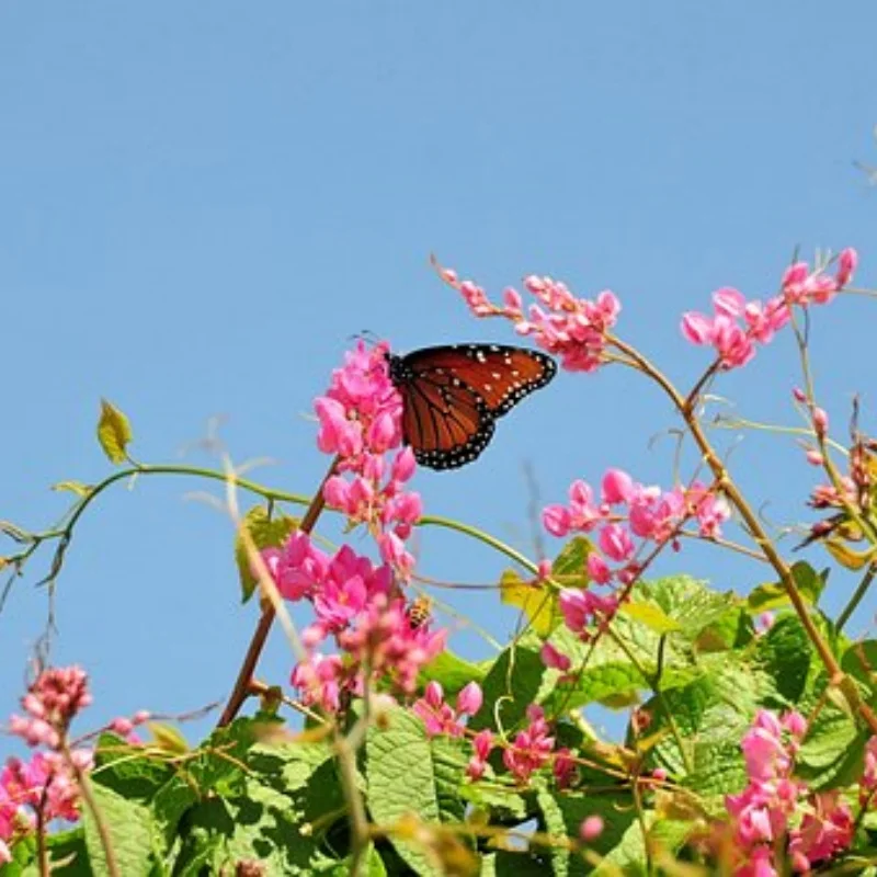 

WPL D14 Радиоуправляемый автомобиль 1/10 Багги с дистанционным управлением Дрифт Внедорожник Полная пропорция 2,4G Модель автомобиля Игрушка для взрослых Подарки на день рождения