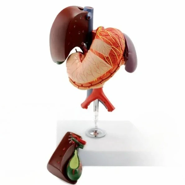 Human stomach, liver, gallbladder, pancreas and duodenum model Anatomy of Gastroenterology System Organs
