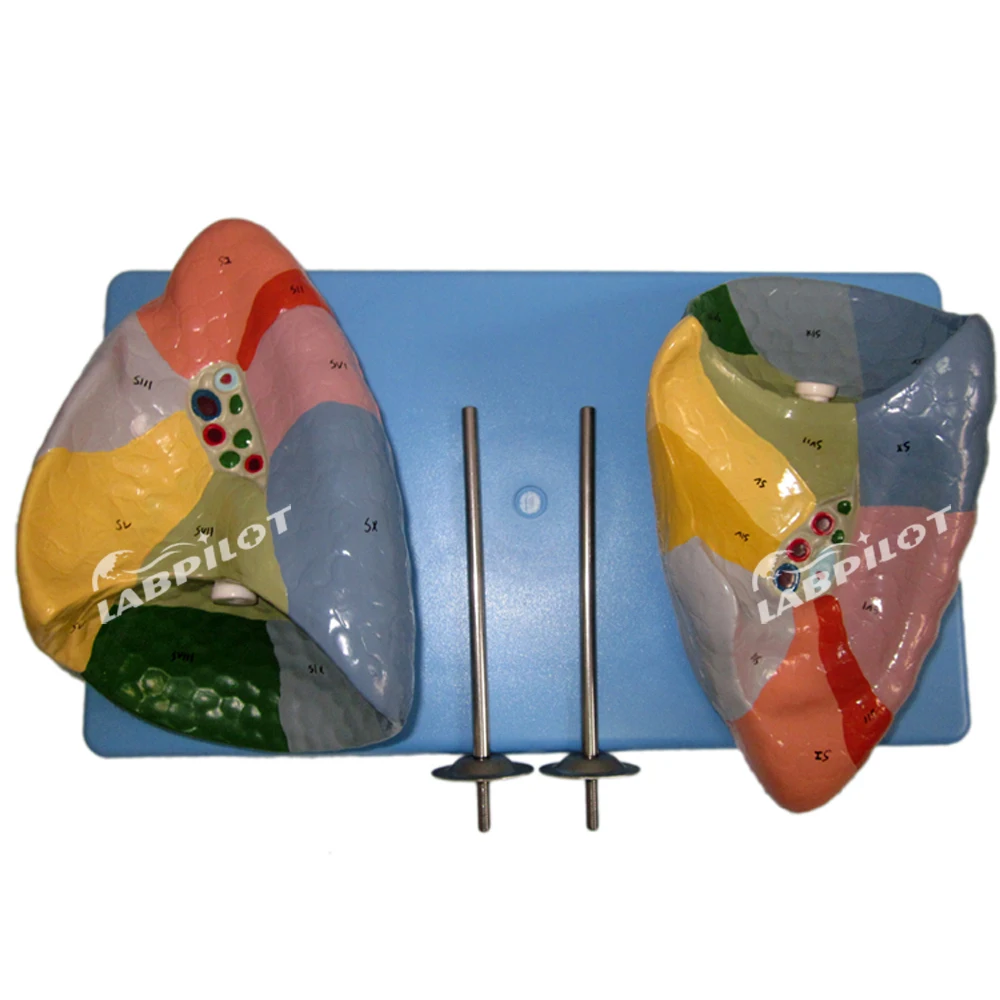 Pulmonary Segments Model, Lung Segments Model, Lung model