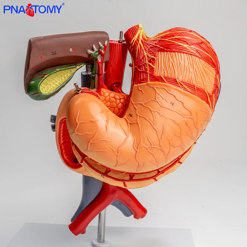 

Twelve-finger Teaching Model of Human Liver Gallbladder Pancreas Spleen and Stomach Distribution
