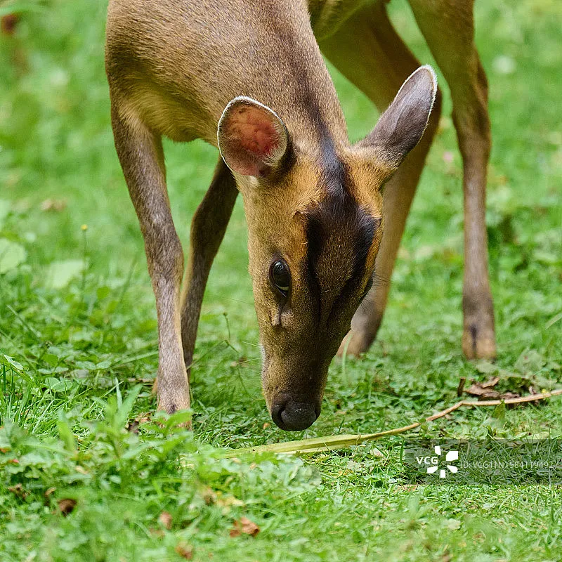 Flywoo TVS/XT60/XT3…