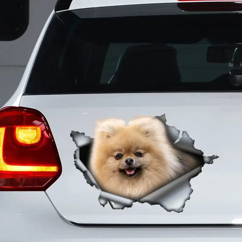 Pom car decal , Pomeranian magnet, Pomeranian car decal, Pom car sticker, red pomeranian