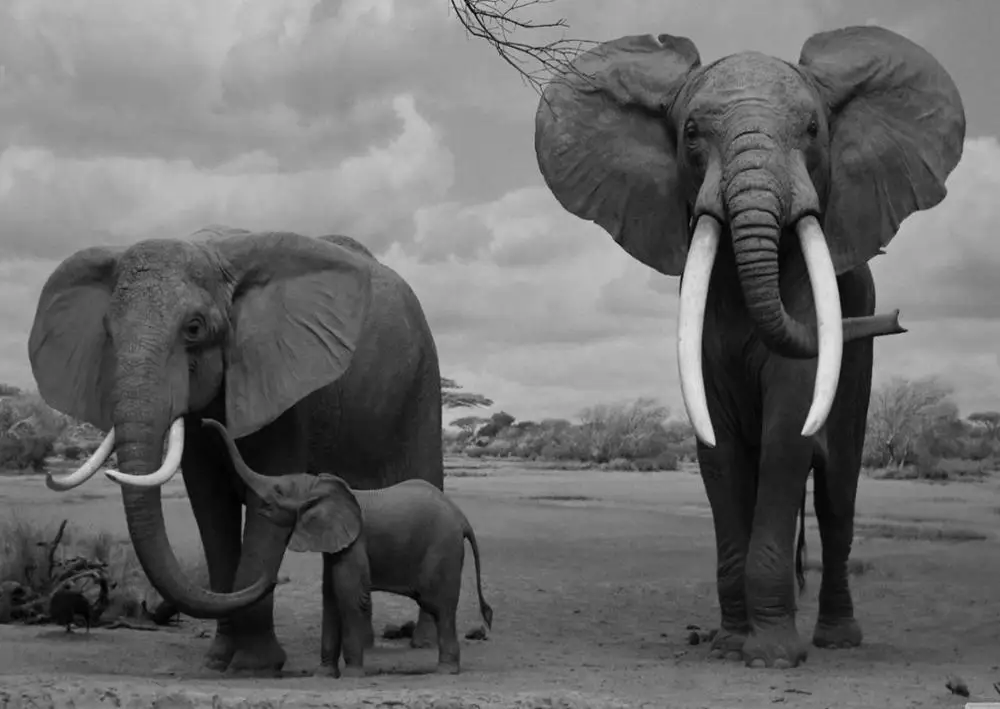 

Elephants Wildlife Landscape Black & White Art print Silk poster Home Wall Decor
