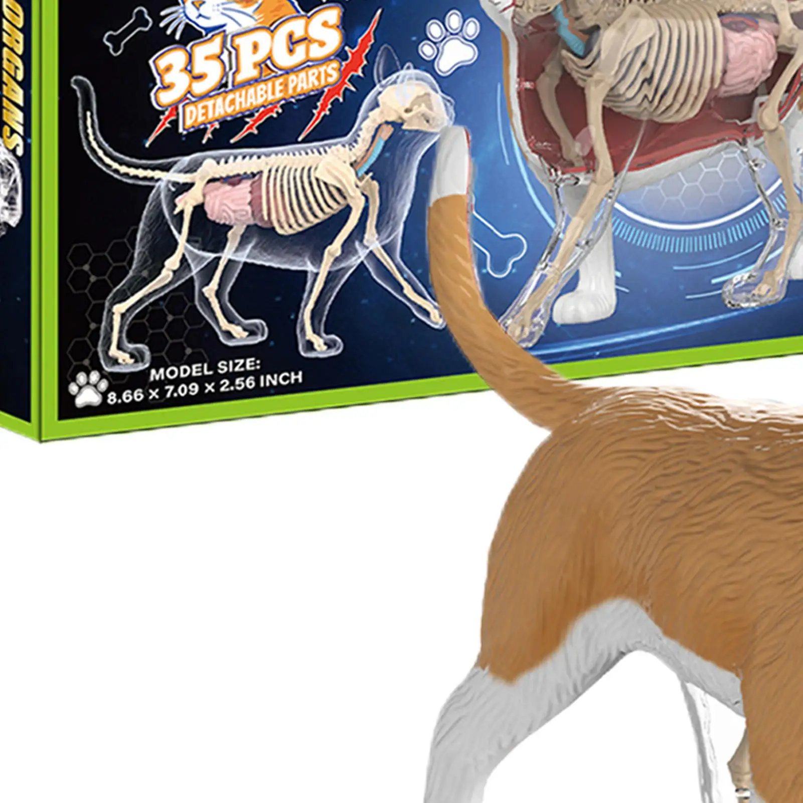 Cat Skeleton Internal Organs Anatomy Model Assembly Puzzle Textbook Display Medical Ornament Vet Students Biology Hospital Gift