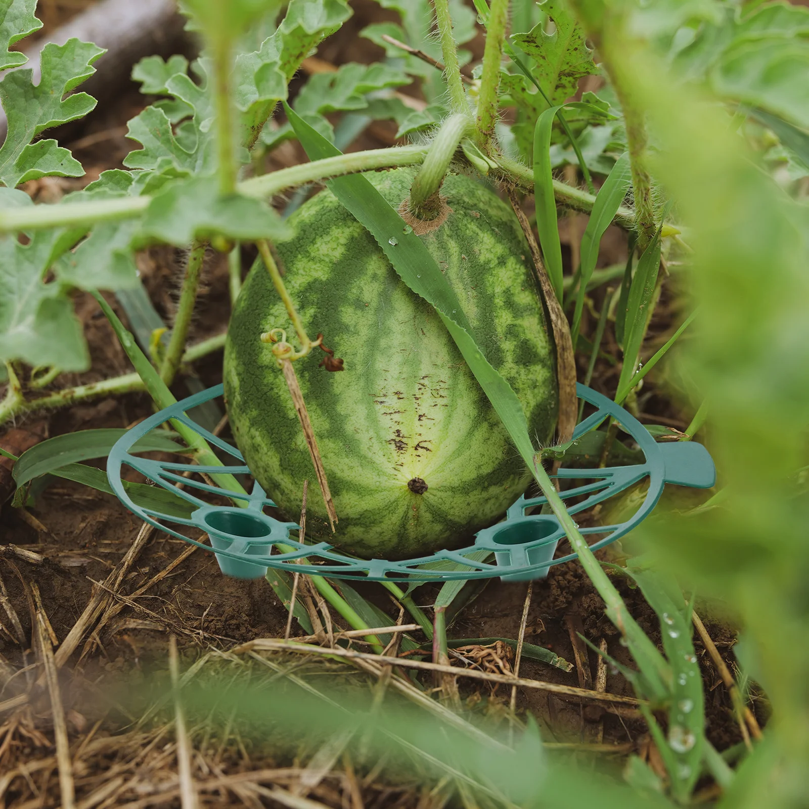 

4Pcs Watermelon Stand Plastic Support Holder for Garden Melon Growing Frame Tray Melon Cradle Ensuring Fruit Stability
