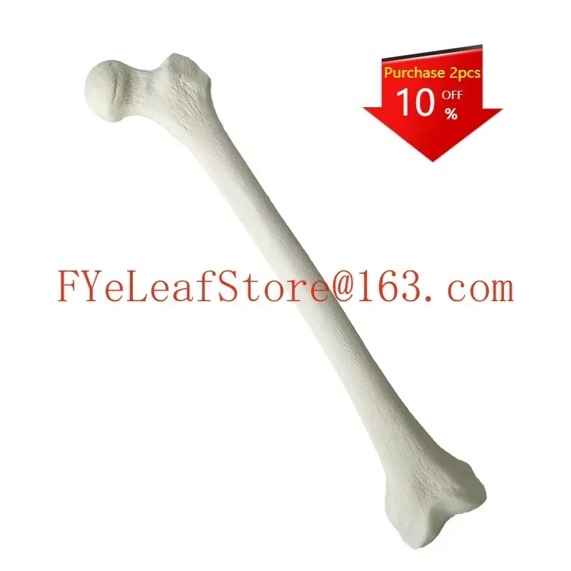 

Simulated Bone of Femur Sawbones Pseudobone Workshop Preoperative Practical Training Exercise Human thigh-bone skeleton.