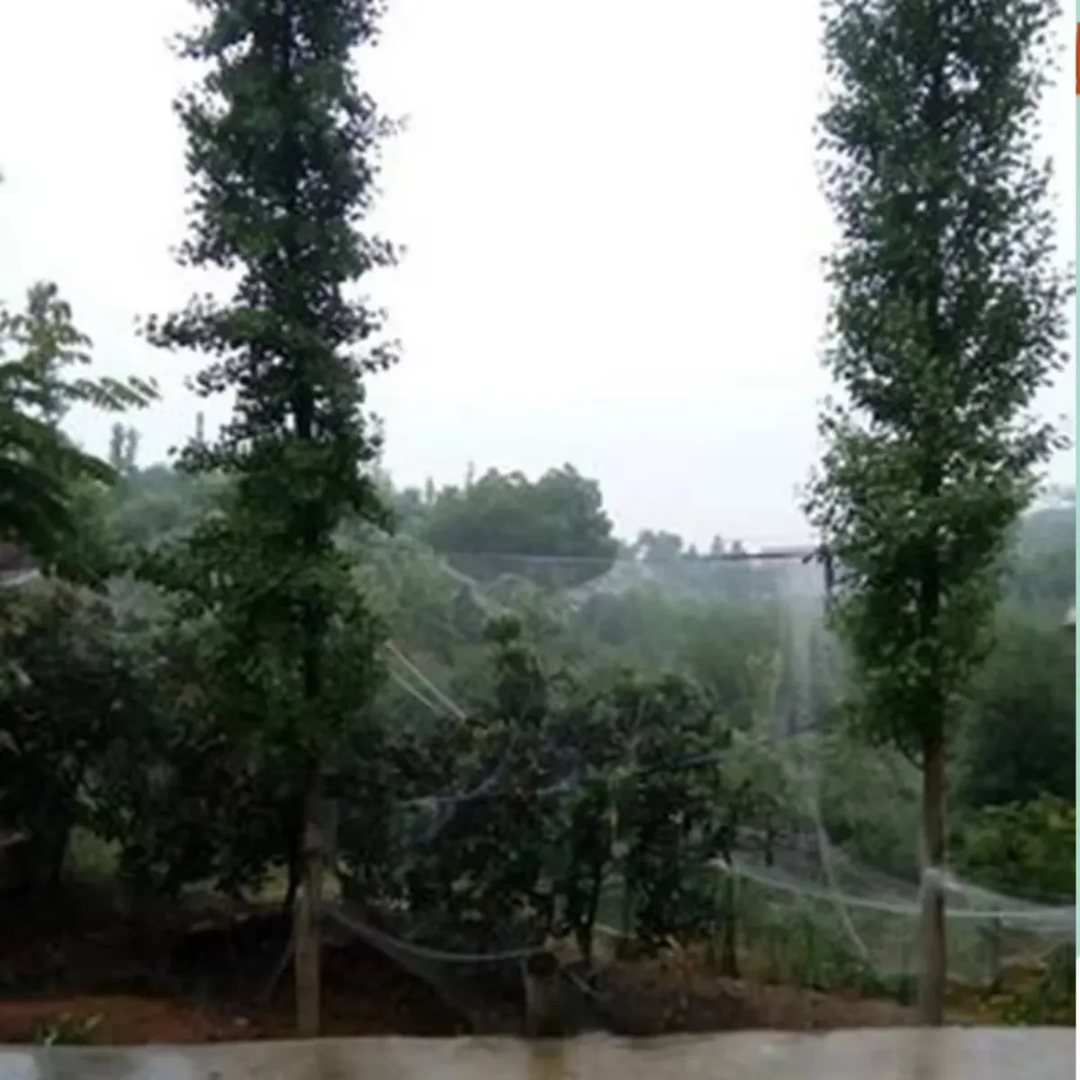 Thickness 0.25mm Line 30mm Mesh Nylon Net Prevent Birds Net Protection Orchard Vegetable Pastoral Fish Pond Balcony Width 7m-10m