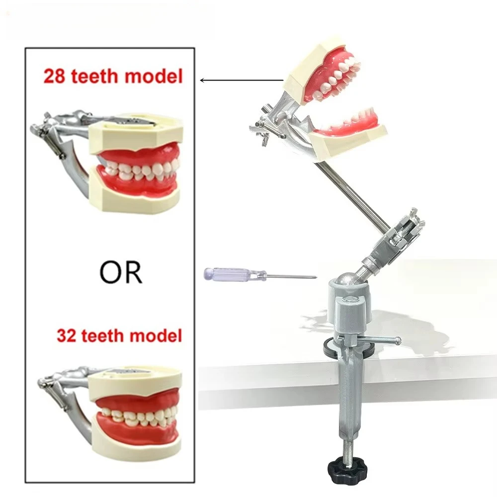 Dental Practice Model With Table Attachment Typodont Mounting Pole Dentoformo 28/32pcs Removable Screw-In Teeth Training Models