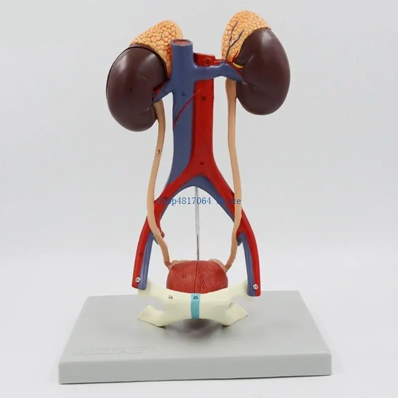 T3LB Human Urinary System Model Detached 5Part Human Urinary System Anatomical Model