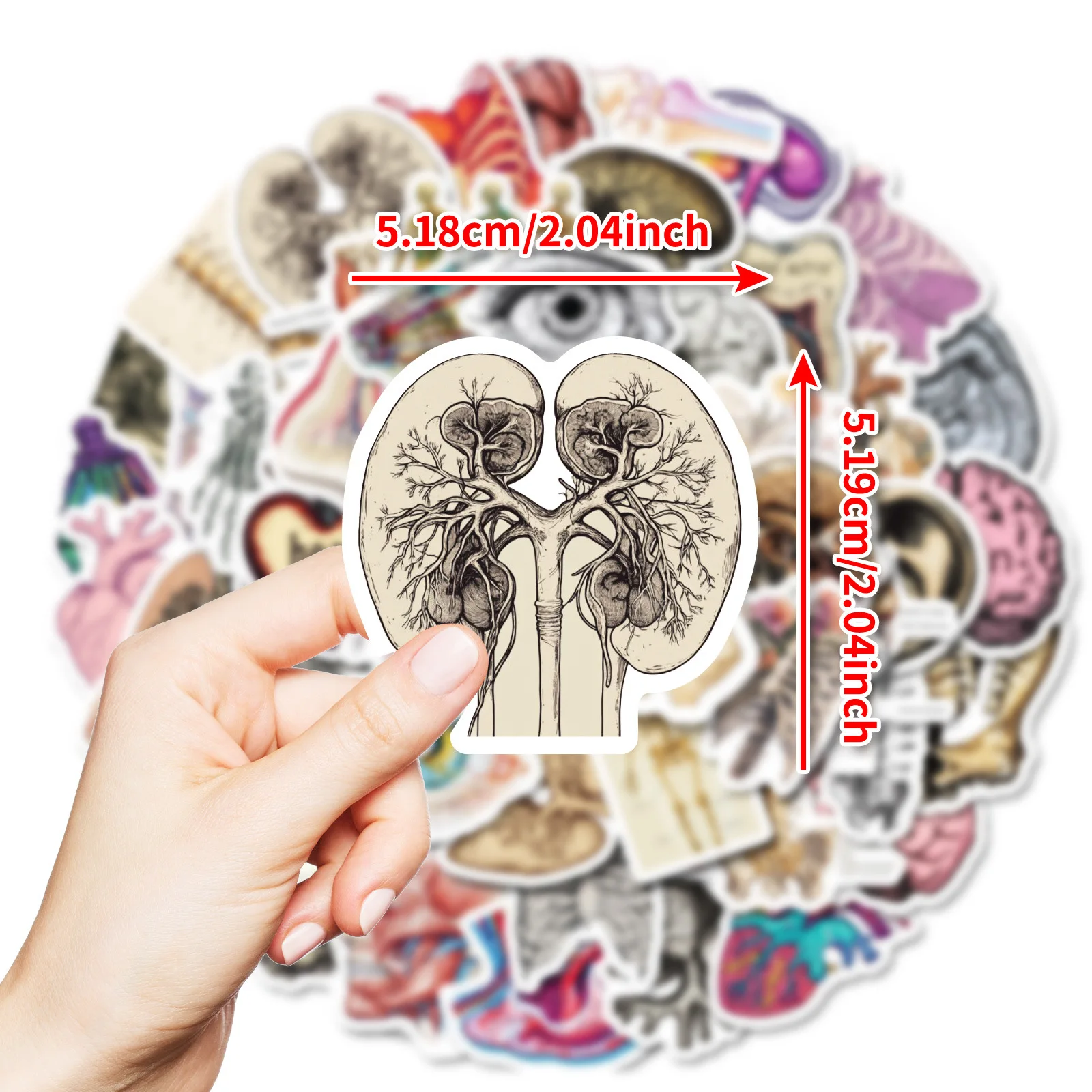 10/50 قطعة الأعضاء البشرية الكتابة على الجدران ملصقات التفكيك الرسم البياني الكرتون الأحياء DIY بها بنفسك الثلاجة الأمتعة المحمول الغيتار الدراجة ملصق لعبة