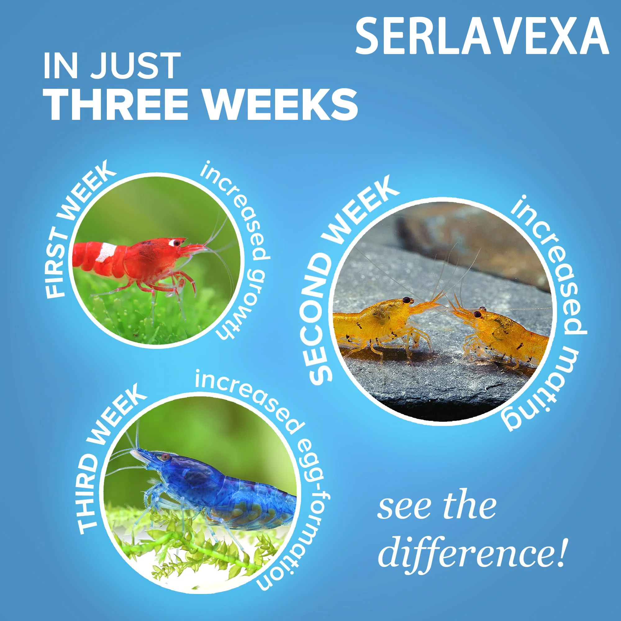 حبوب علف الجمبري SERLAVEXA عال - مراجعة Aquarium Fish Vitamin وسعره