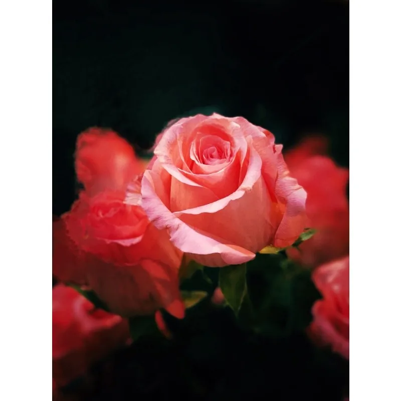 

NEW FLY450 Quadcopter - Pixhawk 6C PRO + M8N/M9N/M10 + 2212 Motor + BLHELI 30A ESC Open-Source Full Kit