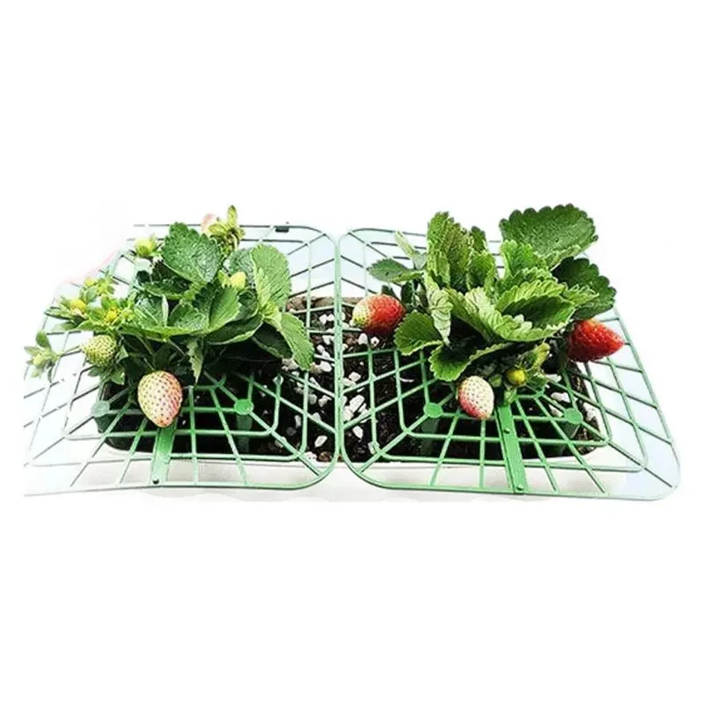 10pcs,strawberry fruit protection material sturdy and for time,easy for