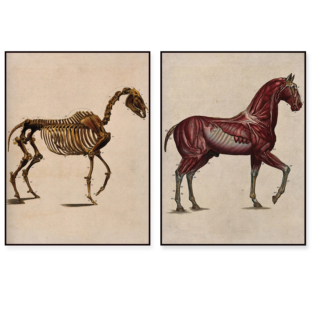 Equine Muscle and Nervous System, Equine Skeleton Illustration, Equine Anatomy Art, Veterinary Wall Decor, Equine Portrait Poste
