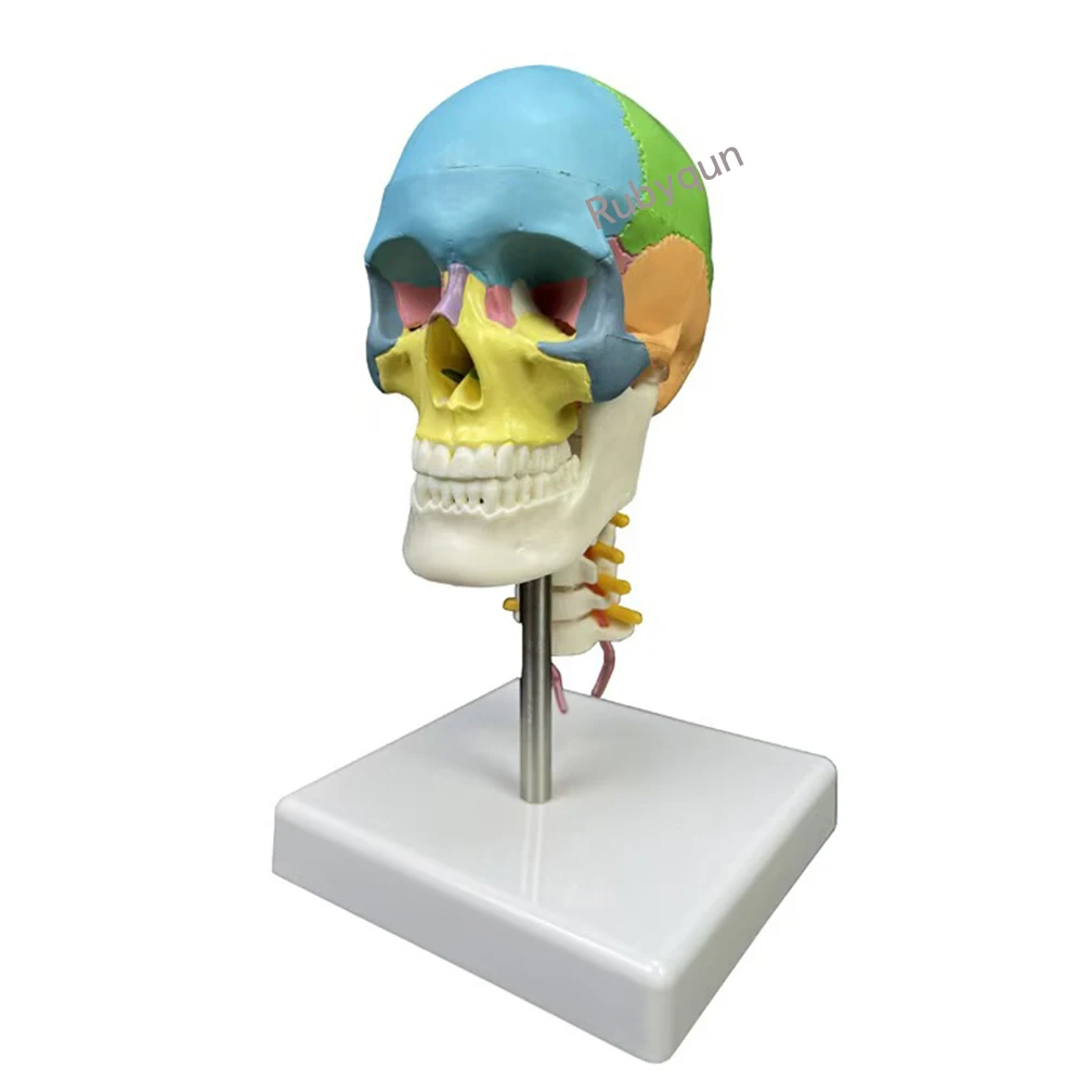 1/2 حجم 3-جزء جمجمة رأس ملونة بشرية مع فقرة عنق الرحم نموذج تشريحي لوازم العلوم الطبية #1