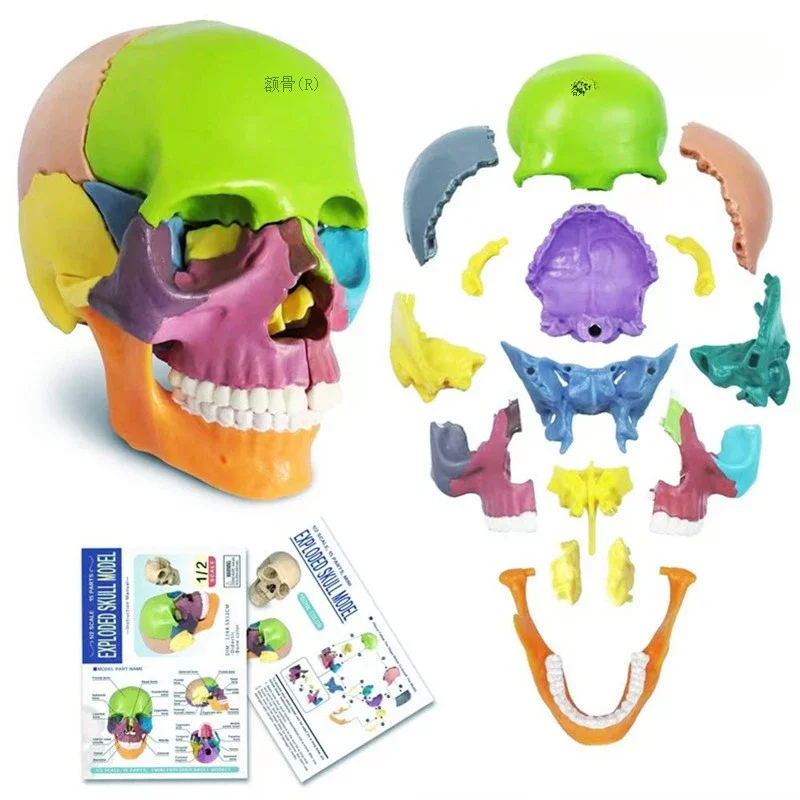 4D Art Medicine Human Skull Model Skull Model Detachable 15 Part Medical Teaching Toy Art Medical