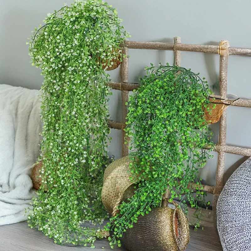 brasil philodendron for sale Brasil Philodendron