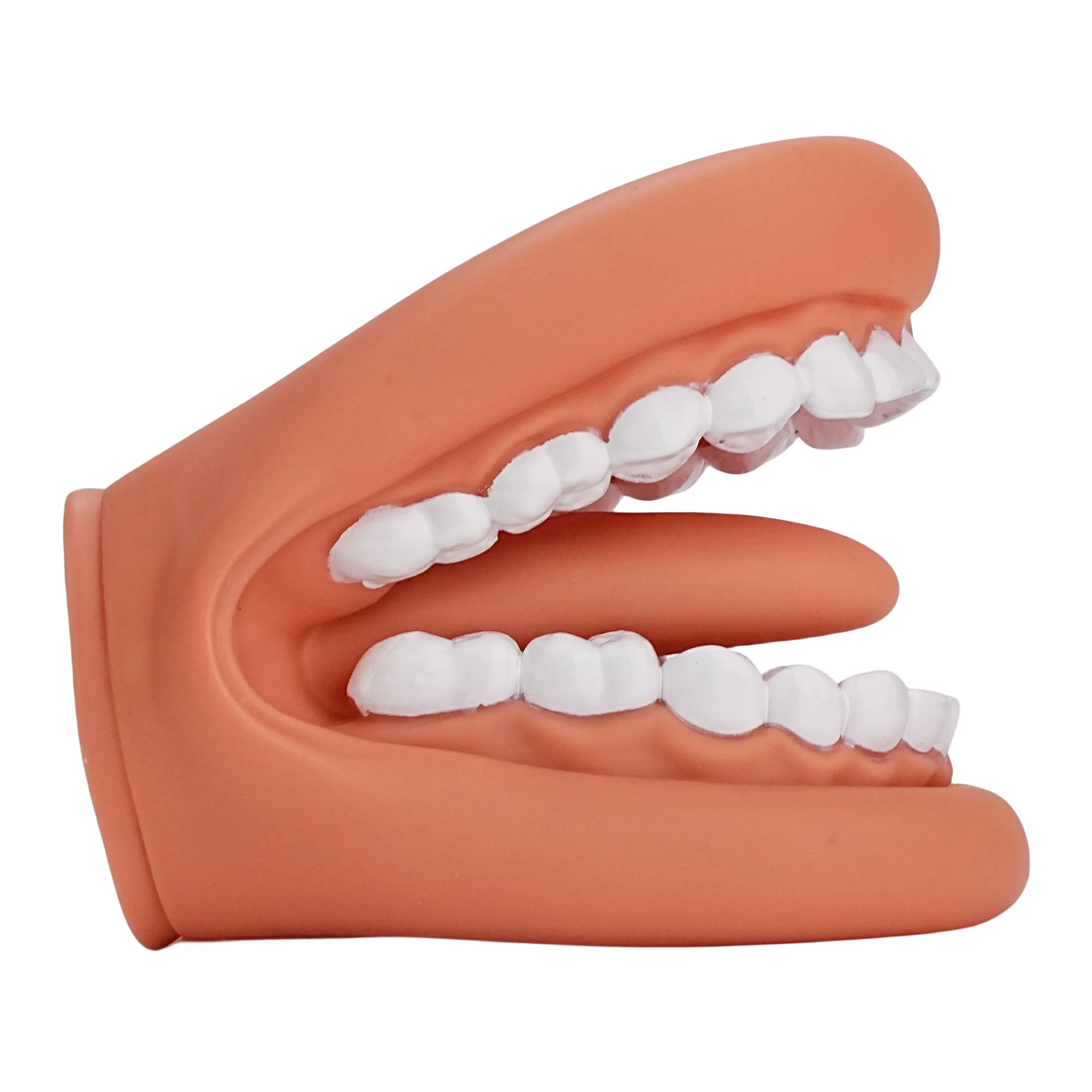 Imagem -02 - Mouth Model For Speech Kids Hand Puppet Dentes Cuidado Modelo 28 Dentes