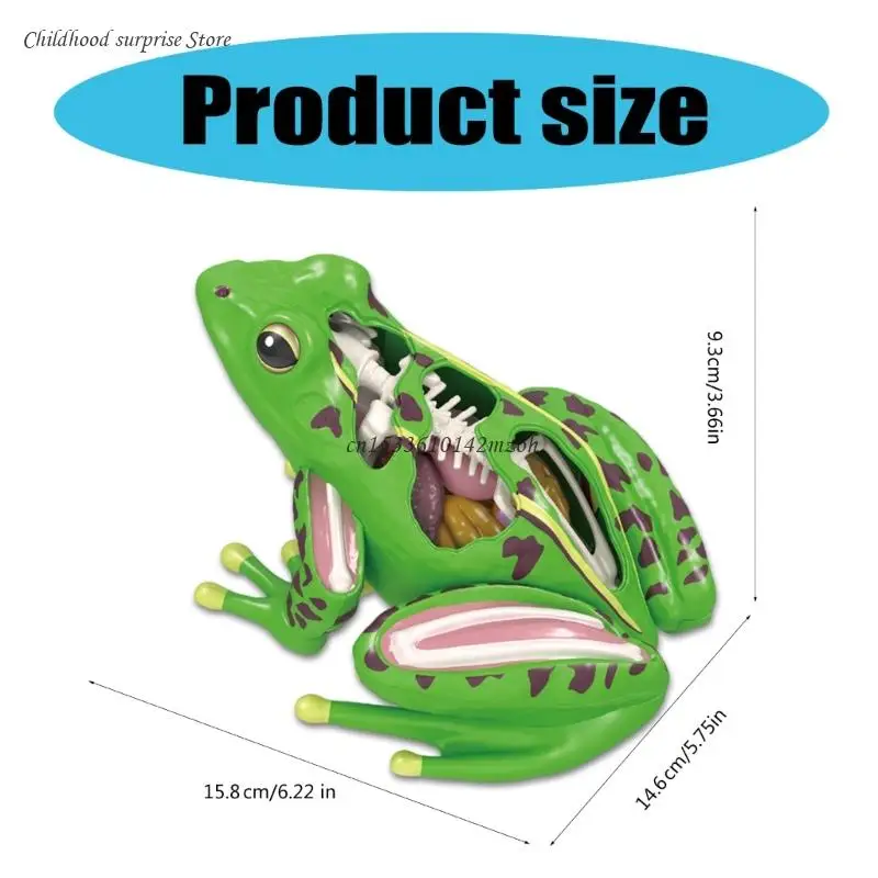 4D Anatomical Frogs Educational Toy for Children Veterinary Teaching Model Biology Technology Gadget Equipment Dropship