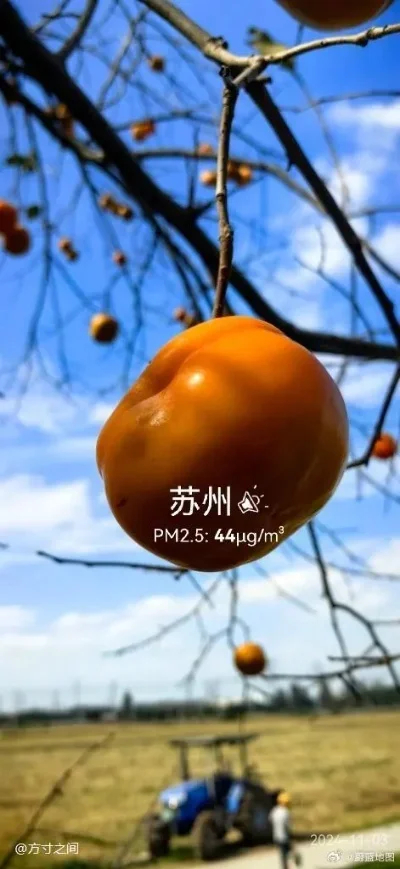 

50 шт. сферическая ложка из нержавеющей стали, молекулярные ложки для мисколога с прорезями