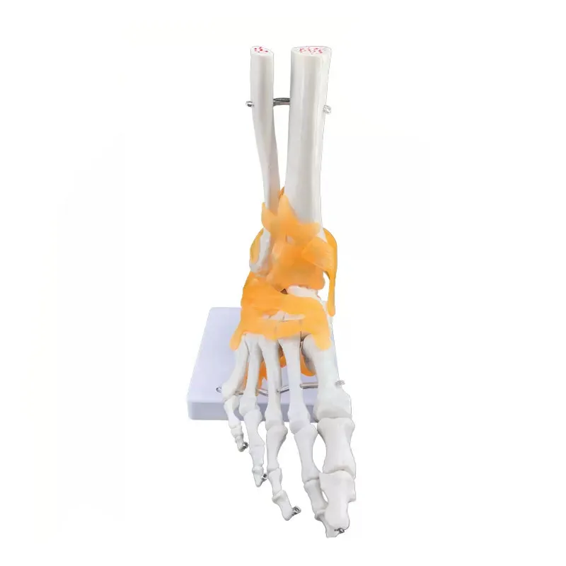 Human Foot Ankle Joint Ligament Medical Anatomy SkeletonModel Teaching Equipment Free postage