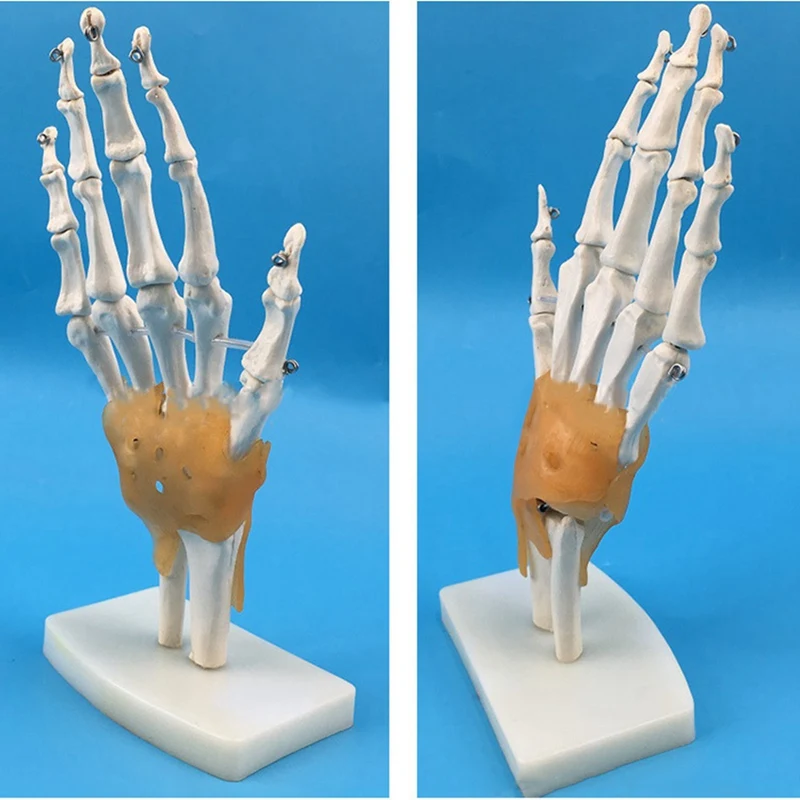 Modelo de articulación de mano humana con ligamentos, Flexible 1:1 tamaño de vida científica, modelo de dedo, herramientas educativas duraderas