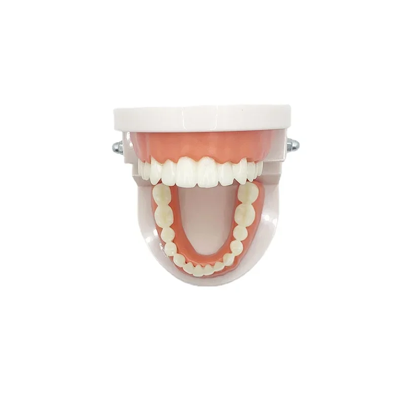 1:1 Dental Model False Teeth Teaching Model Dentistry Dentures Gifts Supplies Tool for Practice Demonstration Good Quality