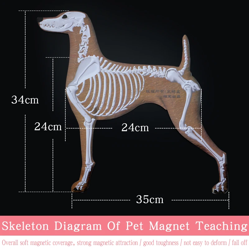 Pet Magnet Skeleton Picture Teaching Dog Magnetic Skeleton Wall Picture by Pet Beautician School