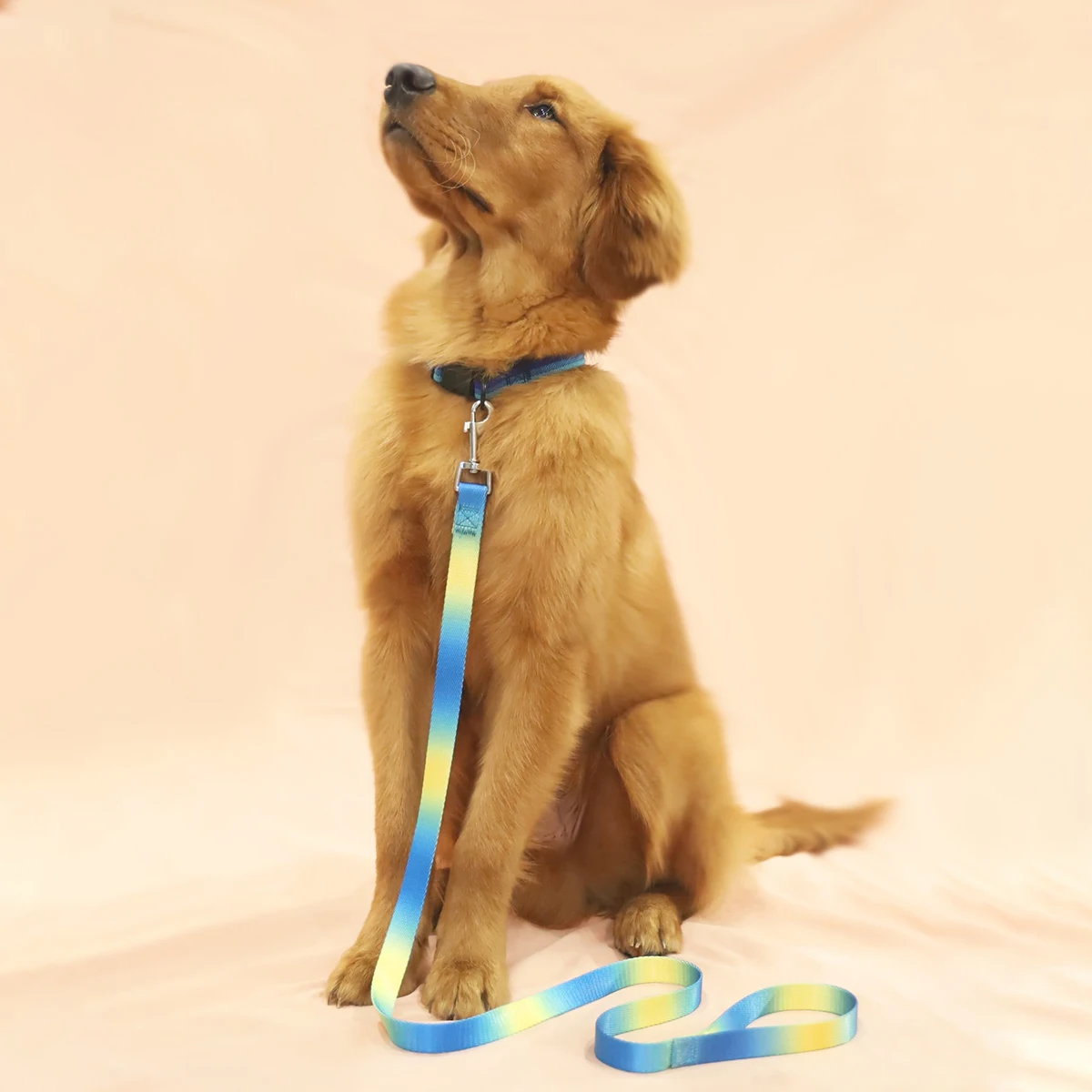 A colorful pet leash dog leash for indoor and outdoor use