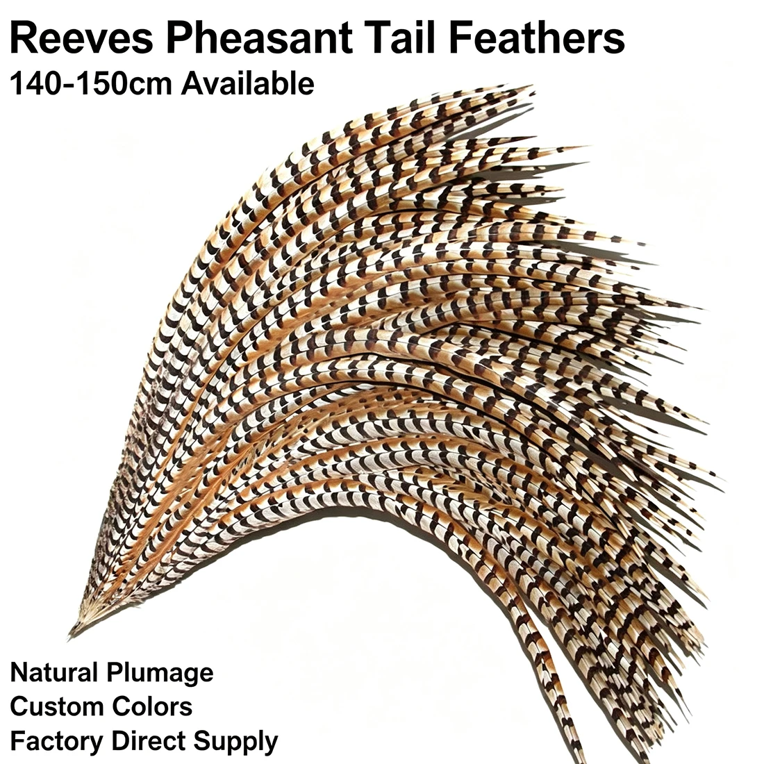 Long Feathers Natural Reeves Pheasant Feathers 140-150cm/56-60 Inch for Crafts DIY Art Home