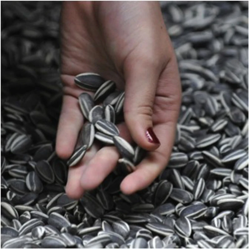 50x Ai Weiwei  PORCELAIN SUNFLOWER SEEDS TATE MODERN LONDON