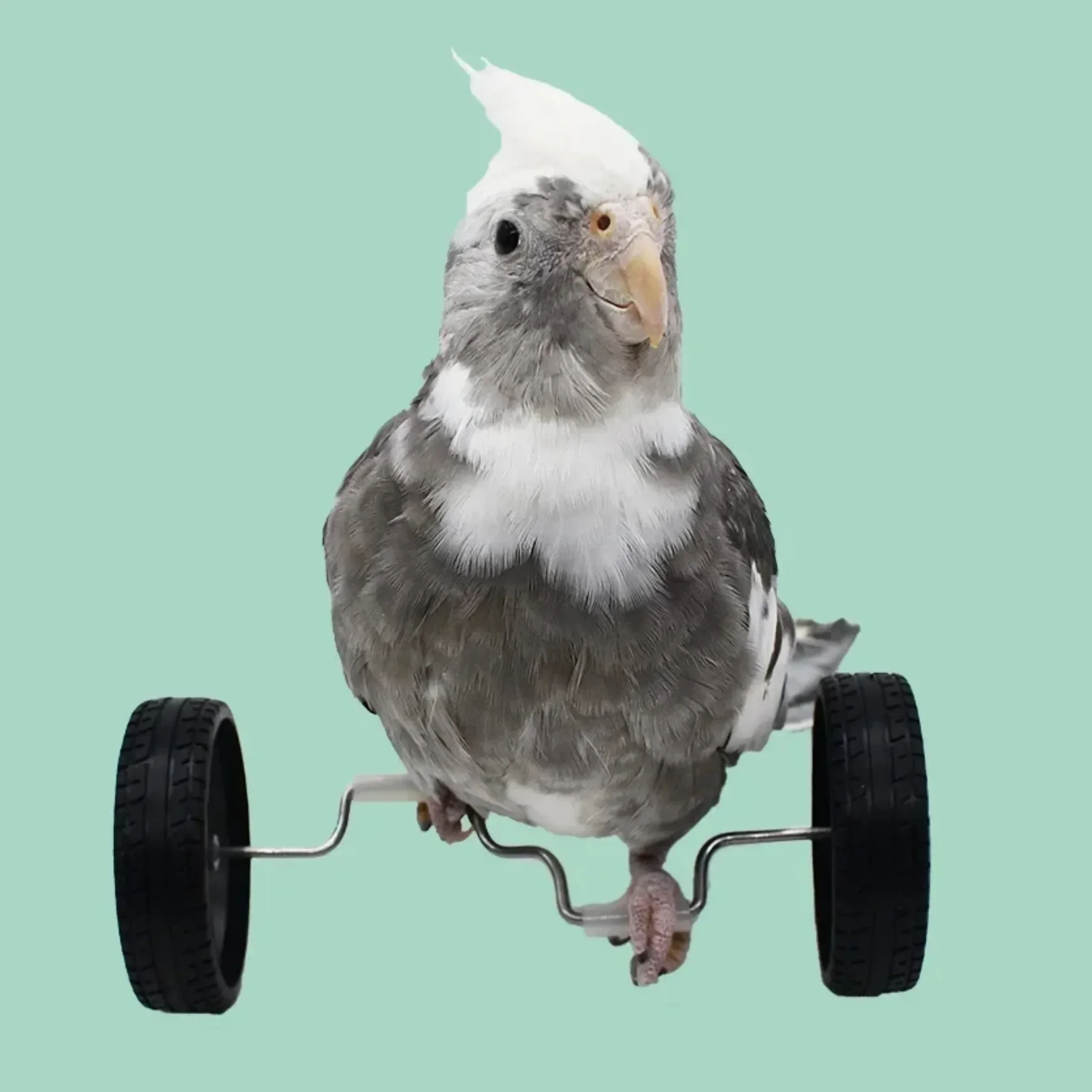 Big Parrot Toys Bicycle Bird Balance Toy Mini Double Row Roller Skates Pet Small Bird Training Toys Rotary Wheels Bird Bicycle