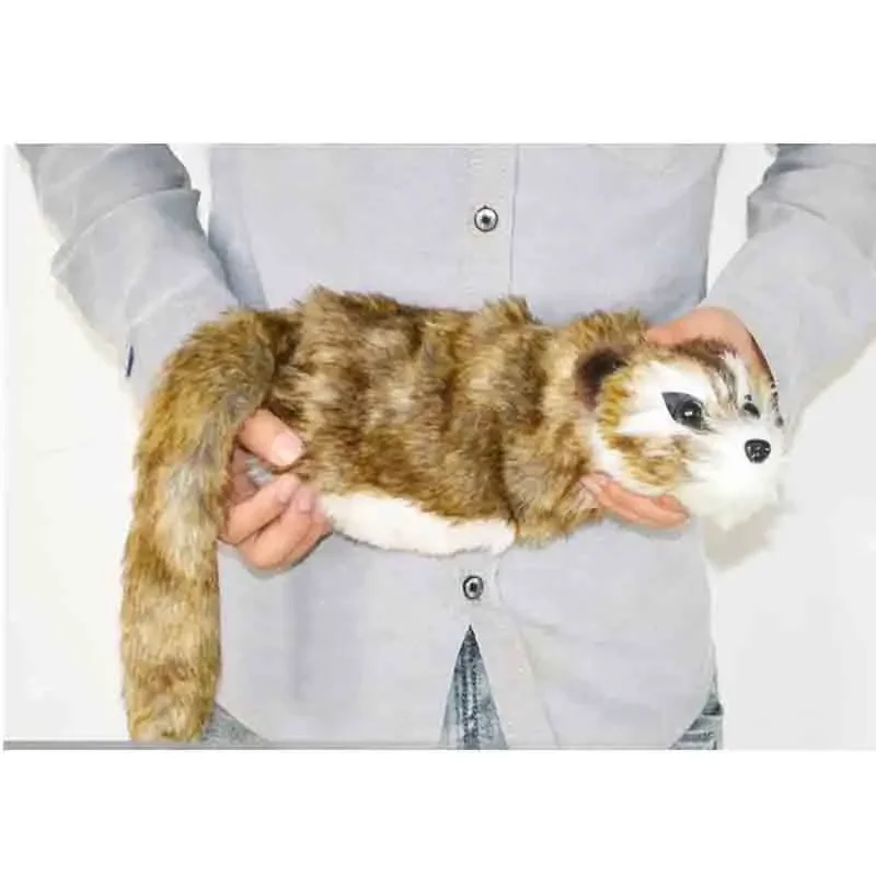 

Рокки Енот Волшебные трюки Ментализм Классический интерактивный крупным планом Веселая сцена Магия Магия