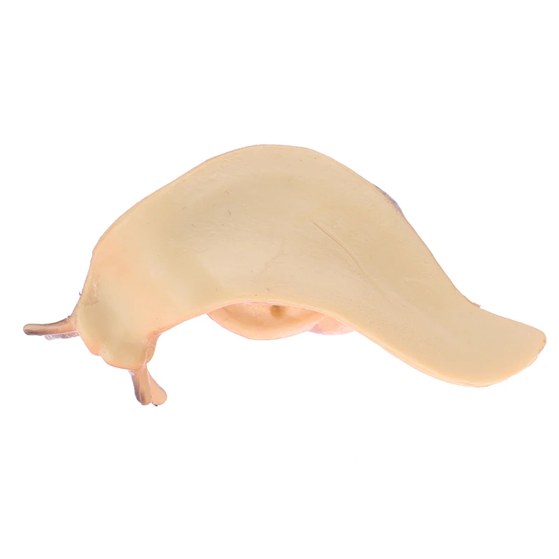 Mini Snail Growth Cycle Model, Educational & Decorative Animal Ornament