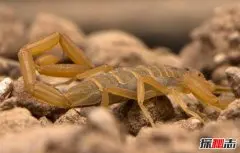 

Стальная шестерня-шестеренка 5 мм M1.5 12T 13T 14T 15T 16T 17T 18T для моторов 1/8 1/10 TRXS ARRMA LOSI RC, аксессуары для радиоуправляемых машин