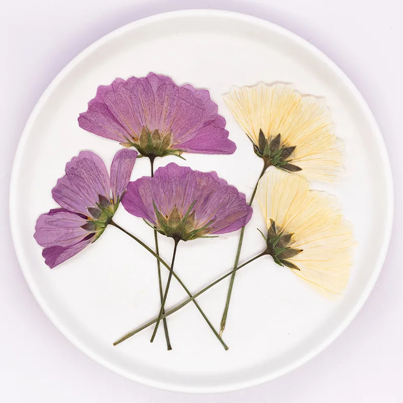 12 Stück, gepresste Gesang-Blume, echtes Trockenblumen-Zubehör für DIY-Lesezeichen, Gesichtsdekoration und handgefertigte Tropfkleber-Telefonhülle, Fotorahmen – Detail 1