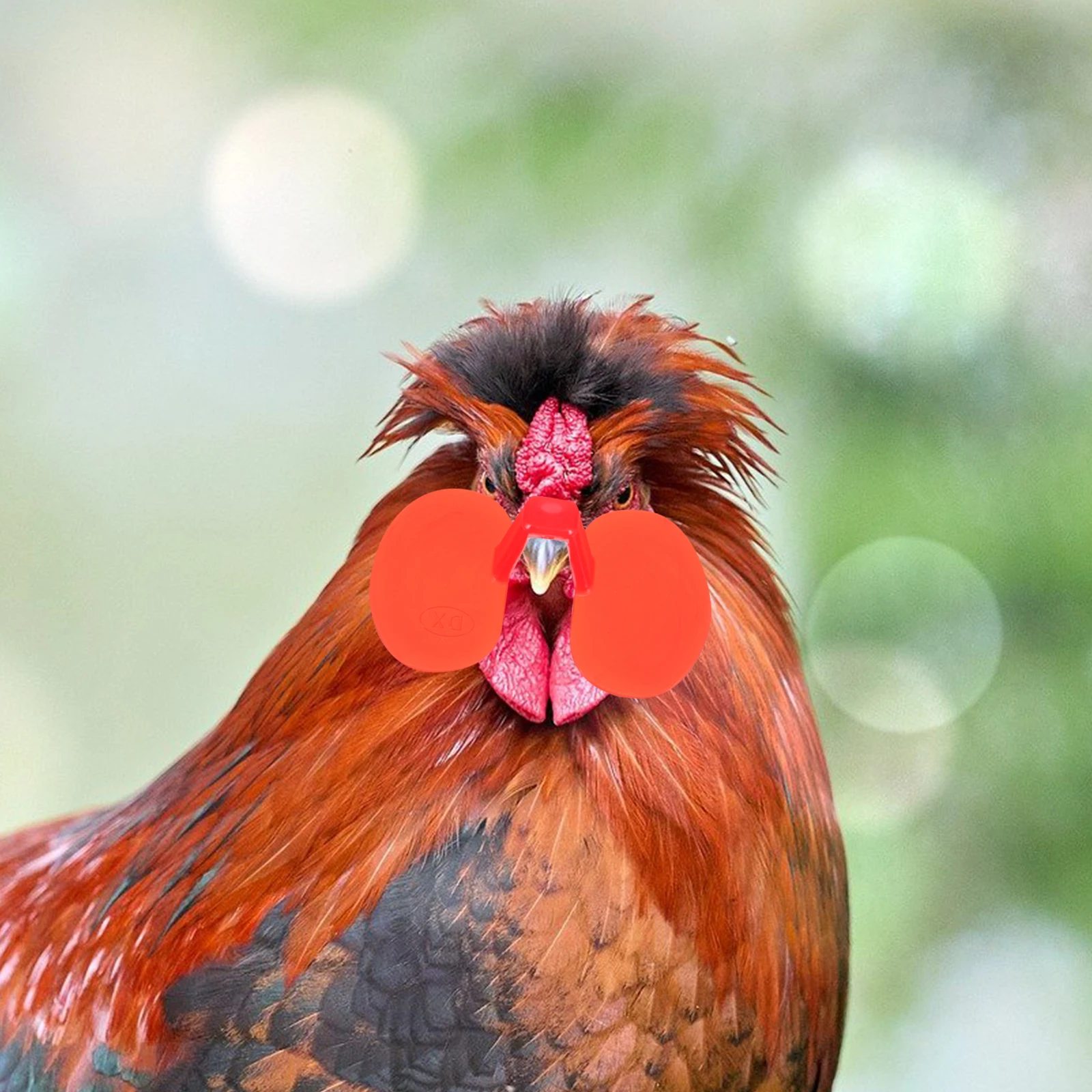 

100 Pcs Chickens Anti Fighting Glasses Farm Supplies Pinless Peepers Laying Hens Spectacles Abs Accessories Eye