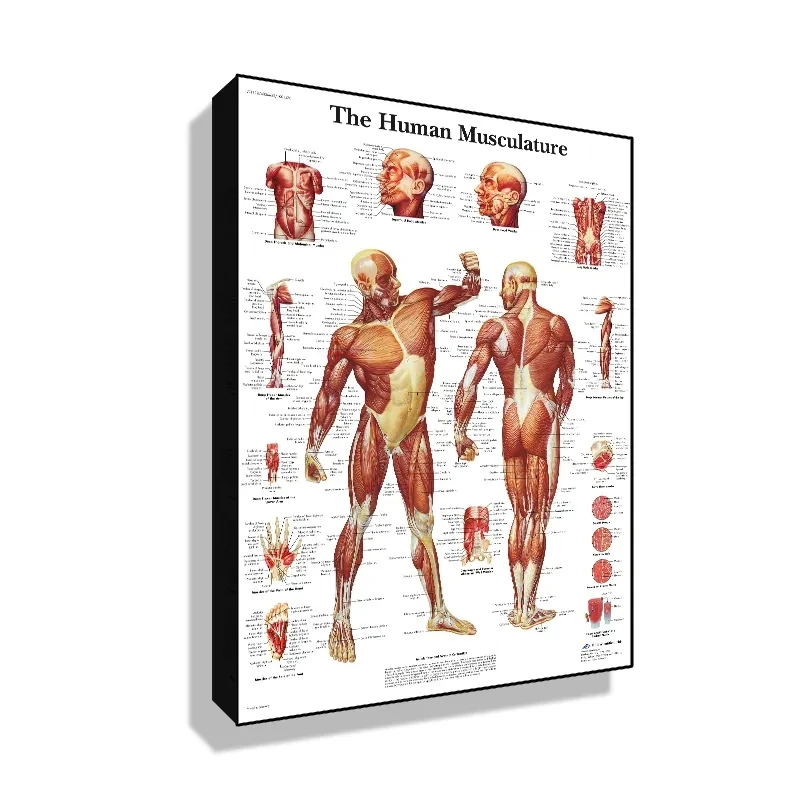Human Anatomy Body Organ Bones Picture HD Poster Canvas Painting Wall Art Medical School Living Room Home Decoration Mural