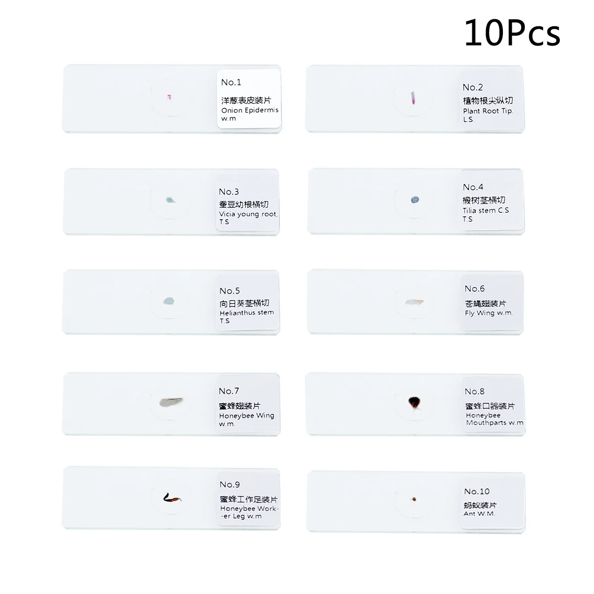 /Set Vetrini preparati per biologia Campioni di campioni in vetro per strumenti per l'educazione scientifica del microscopio Vetrini per campioni di biologia
