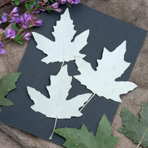 리얼 프레스 포플러 잎, 마른 꽃, DIY 청첩장 북마크, 선물 카드, 드립 접착제 전화 케이스, 식물 사진 프레임, 12 개, 5-8cm