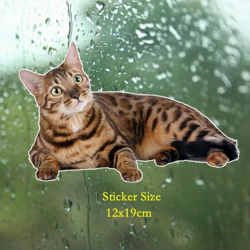 Car Sticker Bengal Cat Siberian Funny Automobiles Motorcycles Exterior Accssories PVC Decal for BMW VW Audi