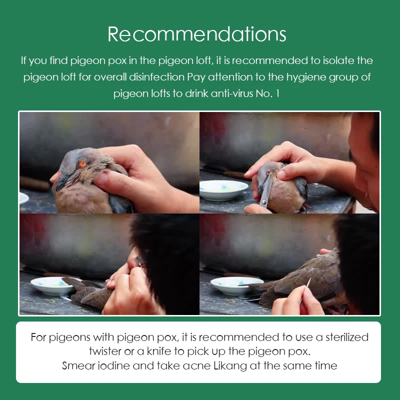 جديد حمامة بوكس الطب عن طريق الفم للبشرة نوع حمامة بوكس البطيخ نوع حمامة بوكس خاص 100 قرص حمامة سباق حمامة خاصة