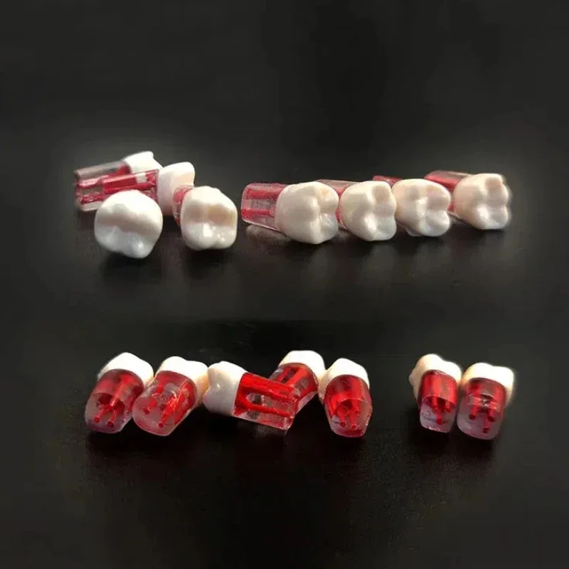 10pcs Dental Endodontic Tooth Model Endo Root Canal Block Pulp Cavity Clear Resin Teeth Dentistry Study Practice Teaching Tools