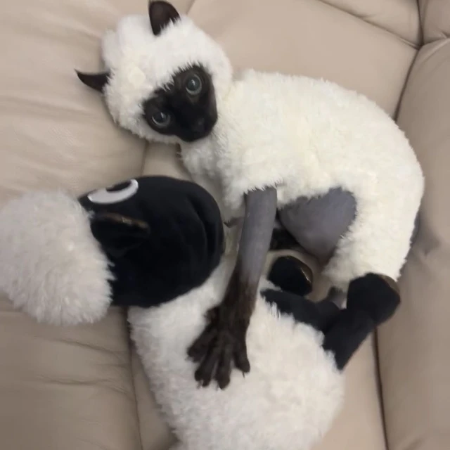 TONG Zimowe ubranka dla kotów Sphynx bez sierści Projekt jagnięcy dla kotów Sphynx Devon Rex Koty Cornish Koty Mały pies