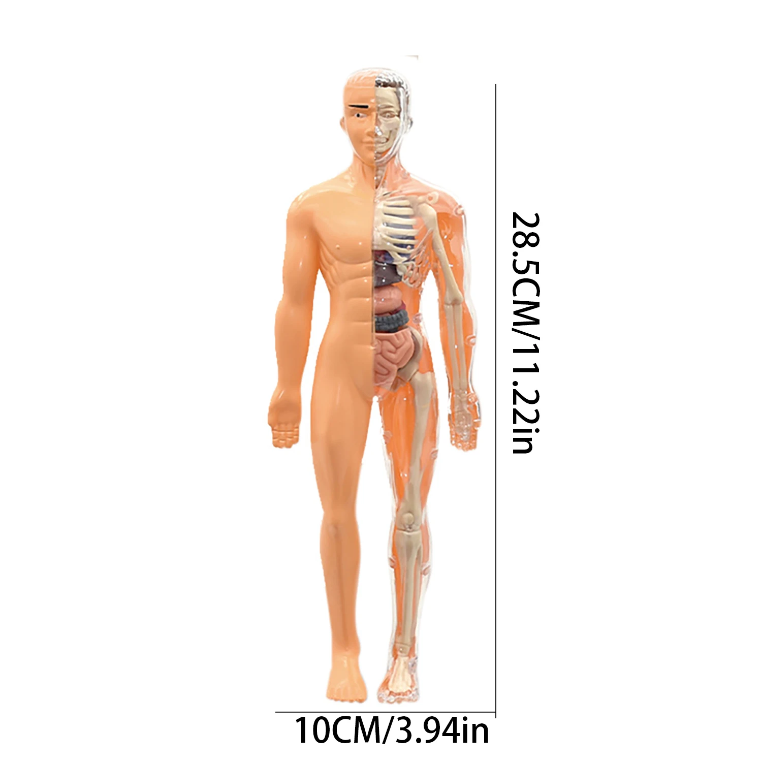 نموذج جسم الإنسان، لعبة الأطفال، الجذعية، العلوم والتعليم المعرفي، تجميع أجهزة الألغاز، لعبة الهيكل العظمي