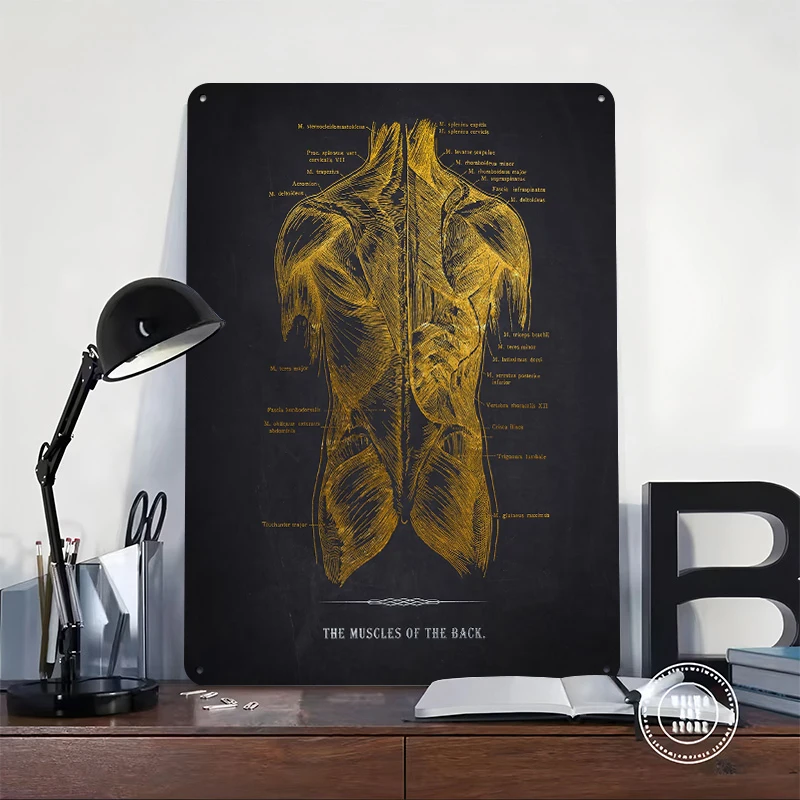 Gold Anatomy Back Muscles Metal Poster Customized Wall Art Retro Vintage Tinplate Signs for Room Ornaments Custom Plate Tin Sign